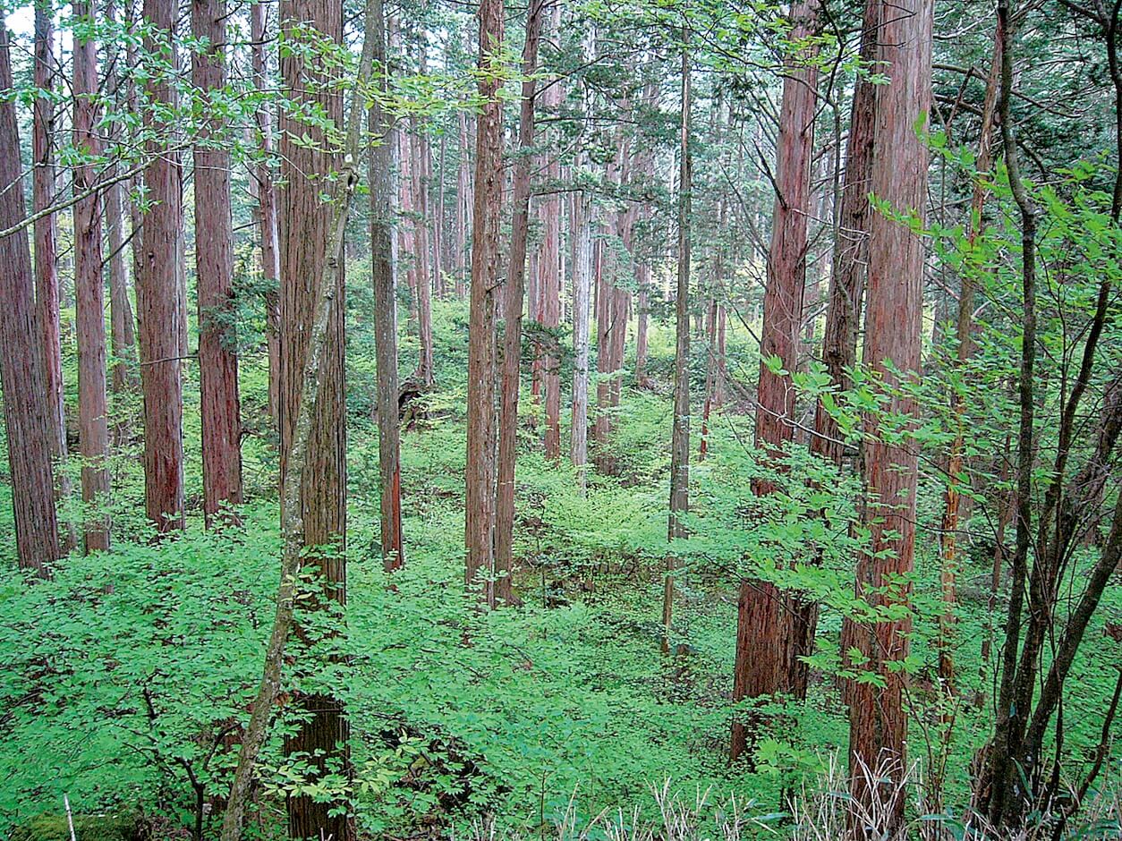 明かりの差す木曽檜林の様子